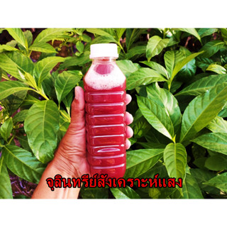 หัวเชื้อจุลินทรีย์สังเคราะห์แสง PSB ขวด 500 ml. สูตรเข้มข้น หัวเชื้อแท้ 100% เร่งแตกราก ออกดอก ผลดก