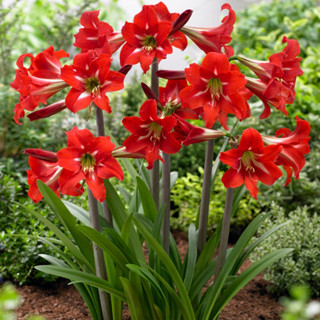 Amaryllis ว่านสี่ทิศพื้นเมือง แดงพื้นเมือง ดอกสีแดงอมส้ม ปลูกเพื่อเสริมดวงตามวันเกิด เพิ่มความรุ่งเรืองในชีวิต