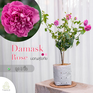 Treeno.9 T350 Damask Rose (กุหลาบ มอญสุโขทัย) ดอกกลิ่นหอม - ต้นใหญ่ ถุง 8 นิ้ว / สูง 60-70 ซม. / ไม้ประดับ ไม้ดอก (ต้นไม้)