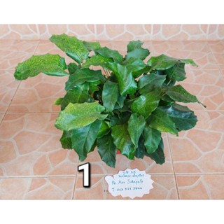 คล้า โมเสค calathea musaica