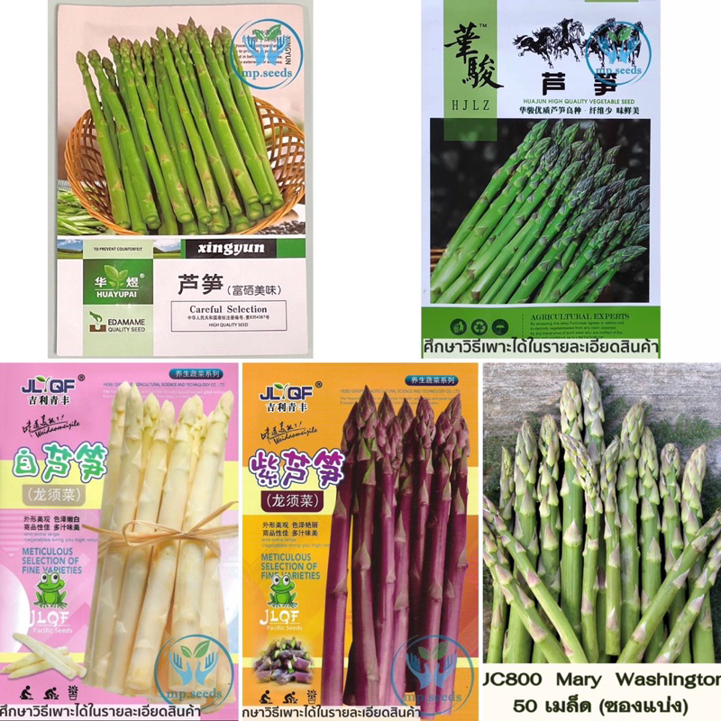 เมล็ด หน่อไม้ฝรั่ง / หน่อไม้ฝรั่งม่วง / หน่อไม้ฝรั่งขาว /  เมล็ดหน่อไม้ฝรั่ง U800 Mary Washington  (
