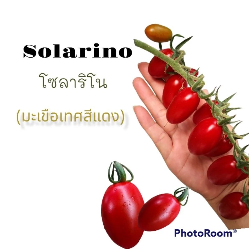 เมล็ดมะเขือเทศ พันธุ์โซลาริโน (Solarino)