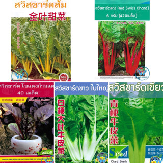 เมล็ดพันธุ์ สวิสชาร์ด สีแดง / สีส้ม / ใบแดง / สีขาว / สีเขียว ( Swiss Chard Seed ) ปลูกง่าย ผักเพื่อสุขภาพ