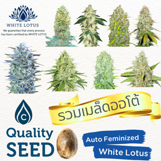 เมล็ดสายพันธุ์นอก ออโต้ ค่ายแท้ WHITE LOTUS เพศเมีย100% Auto Feminized Seeds เมล็ดคุณภาพตรวจส่งโดยตรงจากค่ายระดับโลก