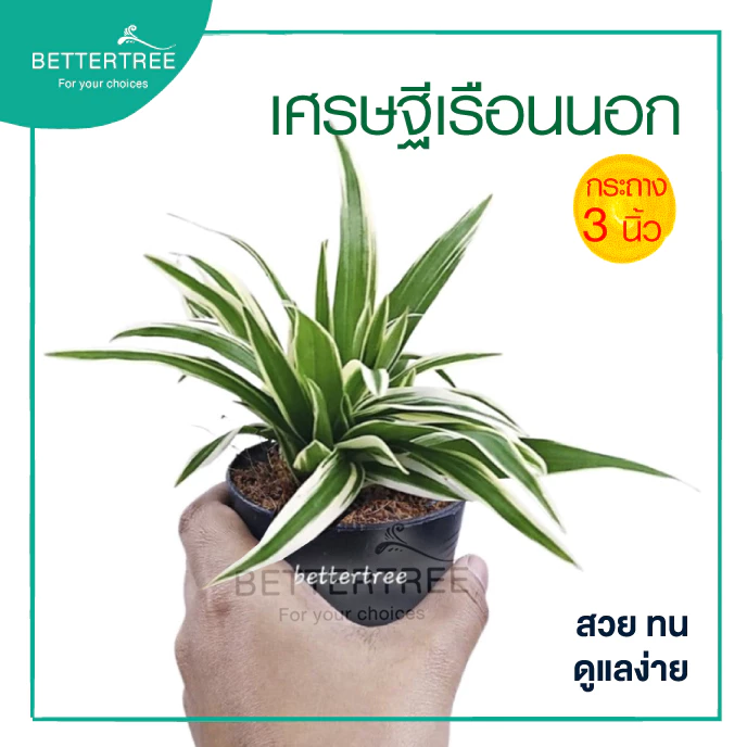เศรษฐีเรือนนอก กระถางขนาด 3 นิ้ว ต้นไม้มงคล ต้นไม้