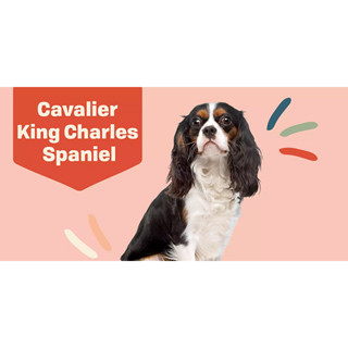 ตุ๊กตาน้องคาวาเลียร์ Cavalier King Charles Spaniel