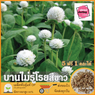 ซื้อ5 แถม1 เมล็ดพันธุ์ ดอกบานไม่รู้โรย สีขาว 20 เมล็ด (White Globe Amaranth Flower Seed) เมล็ดพันธุ์แท้ ปลูกง่าย อัตรางอ