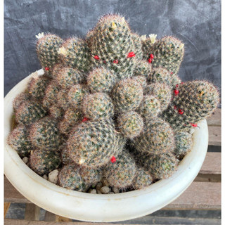 Mammillaria Prolifera แมมเม็ดพริก