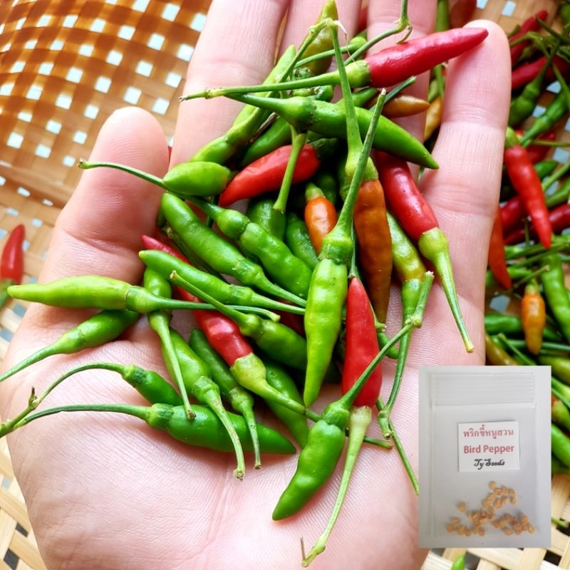 เมล็ดพันธุ์ พริกขี้หนูสวน 30 เมล็ด [ 10แถม2 ]คละได้