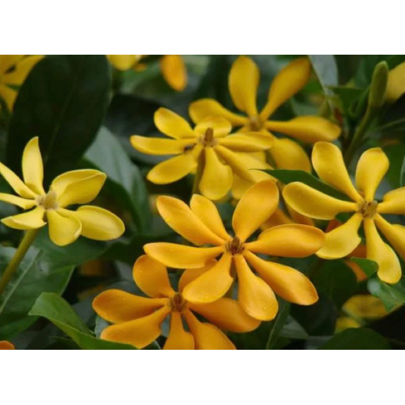 ต้นพุดน้ำบุศย์  (ต้นตามรูปที่ลงขายนะคะ)Patsorntree