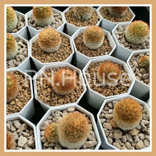 แมมคามิเน่น้ำตาลส้มโคนขาว | Mammillaria Carmenae