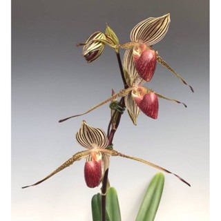 paph rothschildianum