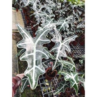 อโลคาเซีย โนบิลิส Alocasia Sanderiana Nobillis แก้วหน้าม้าหน้ามังกร