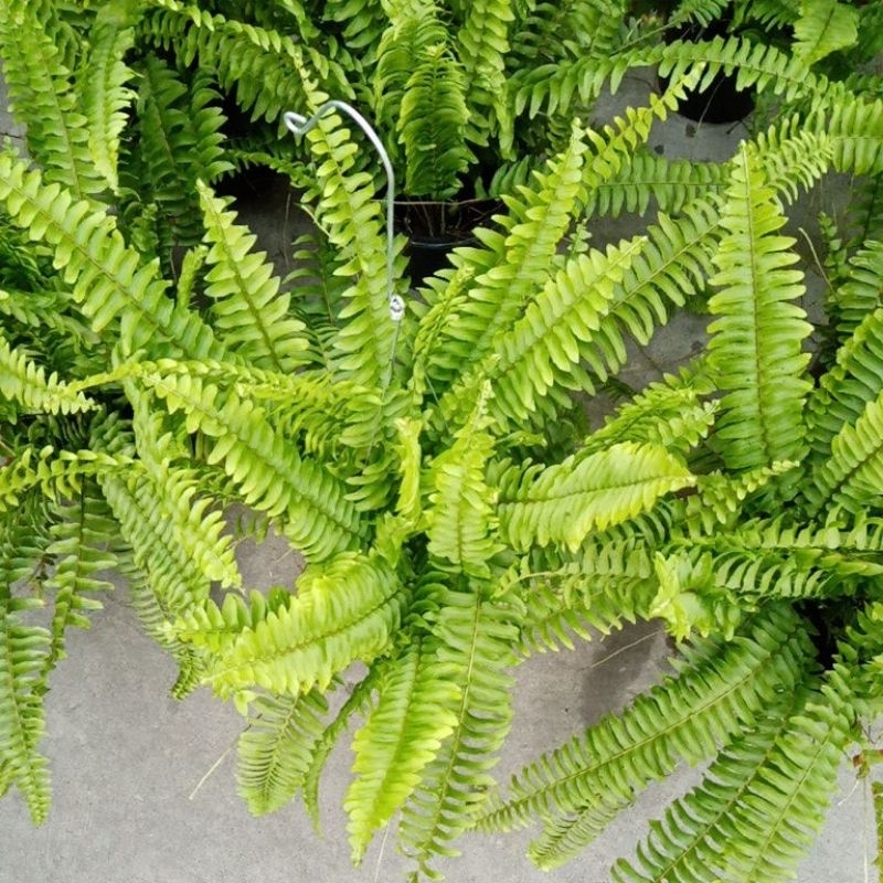 ต้นเฟิร์น​ไพ​ลิน, เฟิร์นใบมะขามต้นไม้จริงพร้อมลวดแขวนกระถาง​5.5นิ้ว,8​นิ้ว,11นิ้ว