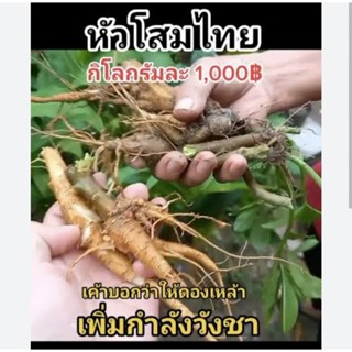 โสมไทย ถูกที่สุด หัวโสมส่งฟรี!!!! (ขุดหัวส่ง 1 กก.)