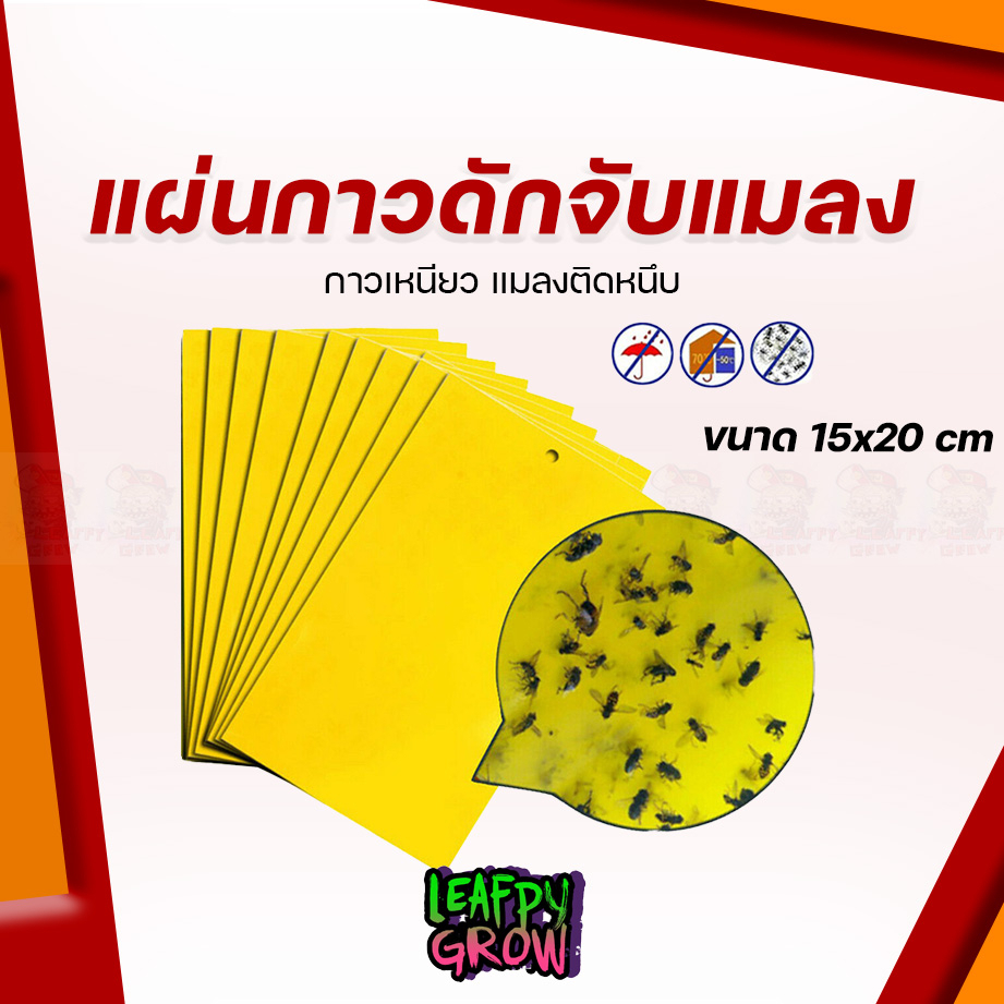 แผ่นกาวดักแมลง กาวทนแดดฝนรุ่นพิเศษ ไม่ต้องใช้เคมี แผ่นกาวดักจับแมลง สีเหลือง กาว 2 หน้า กระดาษจับแมลง