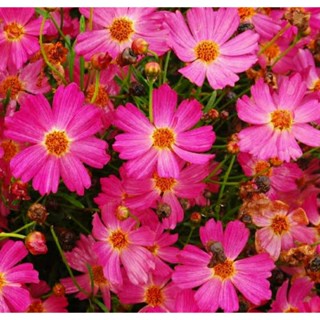 เมล็ดพันธุ์ดอกตาเสือ พิงค์ เลดี้ (Pink Lady Coreopsis Seed) บรรจุ 50 เมล็ด ของแท้ คุณภาพดี ราคาถูก นำเข้าจากต่างประเทศ