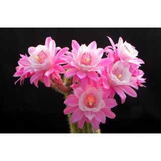 ตัดสดหางลิงดอกชมพู หางอวบใหญ่ ขนาด19-20 ซม. hildewintera hybrid