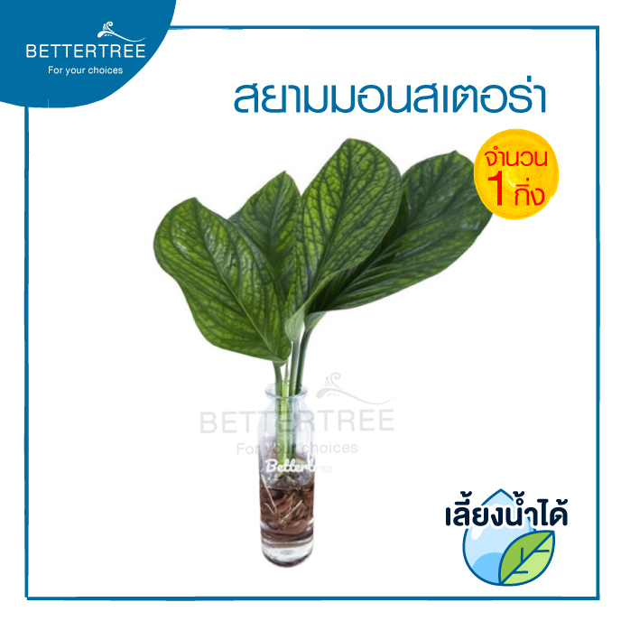สยามมอนสเตร่า(จำนวน 1 กิ่ง) Siam Monstera ไม้ฟอกอากาศ ไม้น้ำ