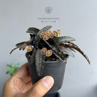 ยูโฟเบียฟรองซัวร์ Euphorbia Francoisii (ไม้ชำใบ)