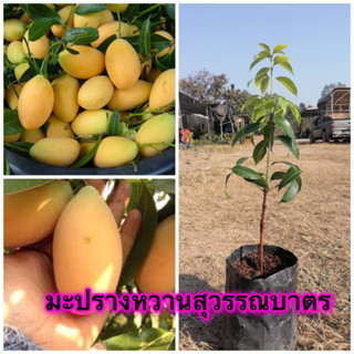 🌱ต้นมะปรางหวานสุวรรณบาตร🌱ต้นเสียบยอด🎋 🌱ต้นประมาน35-40เซนติเมตร 🍊