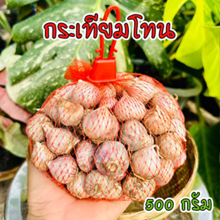 กระเทียมโทน คัดพิเศษ ศรีสะเกษ  ขนาด 500 กรัม (ครึ่งกิโล) ออแกนิค100%