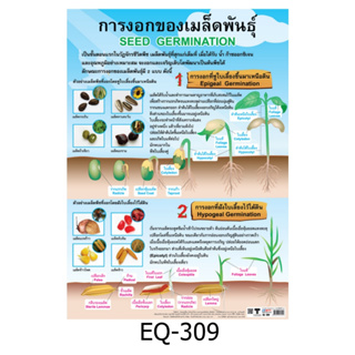 การงอกของเมล็ด EQ 309 โปสเตอร์สื่อการสอน หุ้มพลาสติก ขนาด 50 * 70 cm