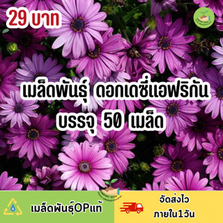 ถูกสุดคุ้ เมล็ดพันธุ์ ดอกเดซี่แอฟริกา บรรจุ 50 เมล็ด