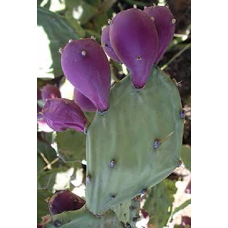 หน่อตัดสดโอพันเทียสตริคตา กระบองเพชรกินได้ Opuntia Stricta