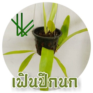 เฟิร์น เฟินปีกนก พร้อมกระถางและที่แขวน เฟิน ปีกนก ตกแต่งสวน จัดสวน fern orchid