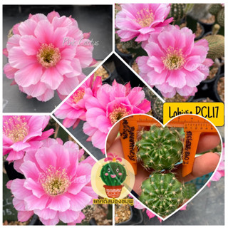 หน่อเด็ดสด 2 หน่อ 25 บาท  แคคตัส/กระบองเพชร Cactus Lobivia โลบิเวีย PCL17 สีใหม่ล่าสุดสวนบรีดขึ้นเองแจ่มเหมือนดอกซากุระ