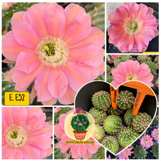 หน่อเด็ดสด 10 หน่อ 20 บาท  แคคตัส/กระบองเพชร Cactus อิชอนอป Echinopsis E52