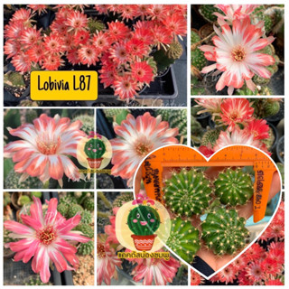 🔥 หน่อเด็ดสด  4 หน่อ 25 บาท  แคคตัส/กระบองเพชร Cactus Lobivia โลบิเวีย L87