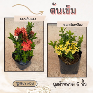 ต้นดอกเข็มแดง ดอกเข็มเหลือง ในถุงดำขนาด 6 นิ้ว ถุงใหญ่