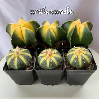 [ถูกที่สุด]แอสโตรไฟตั้มด่างเหลือง ด่างร่องเขียวอ่อน  มายรีโอ้ด่าง Astrophytum, cactus ,succulent กระบองเพชร ไม้อวบน้ำ