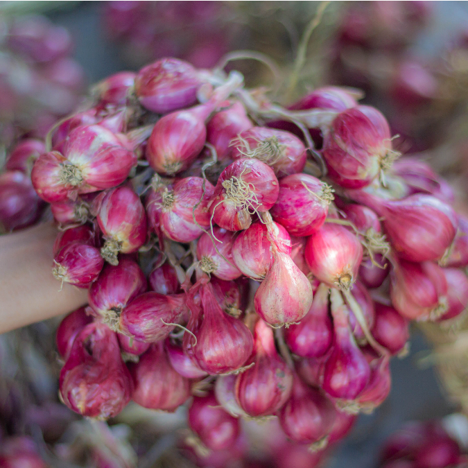 หอมแดงมัดจุก ศรีสะเกษแท้100% ตรงปก คุณภาพดี เนื้อแน่น หัวสวย 500-1000 กรัม - รูปที่ 4