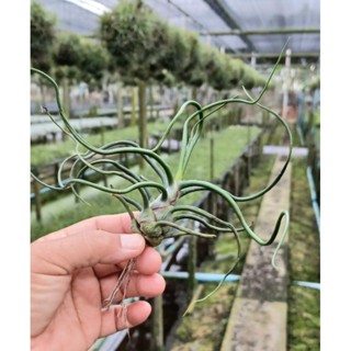 Tillandsia bulbosa single