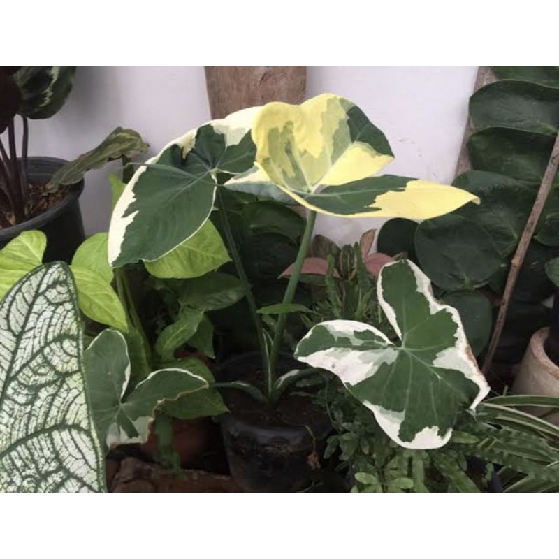 🔥ขายดีสุดๆ 🌱ต้นถุงเงินถุงทอง ต้นไม้มงคล ไม้ฟอกอากาศ ต้นไม้จิ๋ว เสริมบารมีเสริมโชคลาภ
