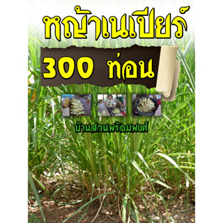 ท่อนพันธุ์หญ้าเนเปียร์ปากช่อง1 300 ท่อน บ้านสวนพร้อมพงศ์