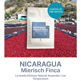 Nicaragua Mierisch | นิคารากัว