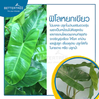 ฟิโลหยกเขียว (จำนวน 1 ช่อ) philodendron ไม้ฟอกอากาศ เลี้ยงน้ำได้ ต้นไม้