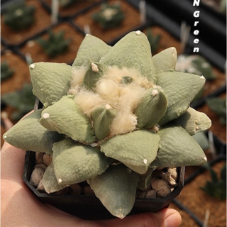 อริโอคาปัส ไม้เมล็ด Ariocarpus retusus ลูกผสม ใบกว้าง+สั้นมีหูดแคคตัส ไม้อวบน้ำ อาริโอคาปัส ไม้สะสม