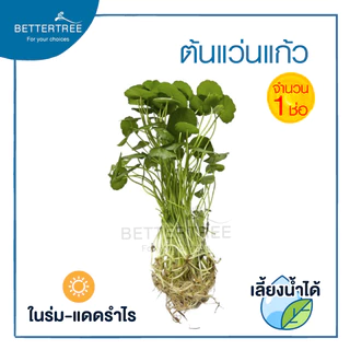 ต้นแว่นแก้ว (จำนวน 1 ช่อ ) สามารถเลี้ยงน้ำได้ ไม้น้ำ ต้นไม้