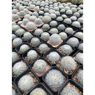 Mammillaria plumosa แมมขนนกขาว แคคตัส cactus  กระบองเพชร 🎉