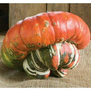 เมล็ดพันธุ์ฟักทองหมวกเติร์ก(Turks Turban Pumpkin Seed)บรรจุ 10 เมล็ด ของแท้ คุณภาพดี ราคาถูก นำเข้าจากต่างประเทศ