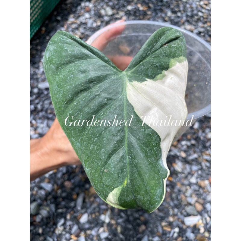 Philodendron Sp.tropical variegated