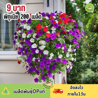 ราคาพิเศษ 9 บาท เมล็ดพันธุ์ดอกพิทูเนียคละสี200 เมล็ด