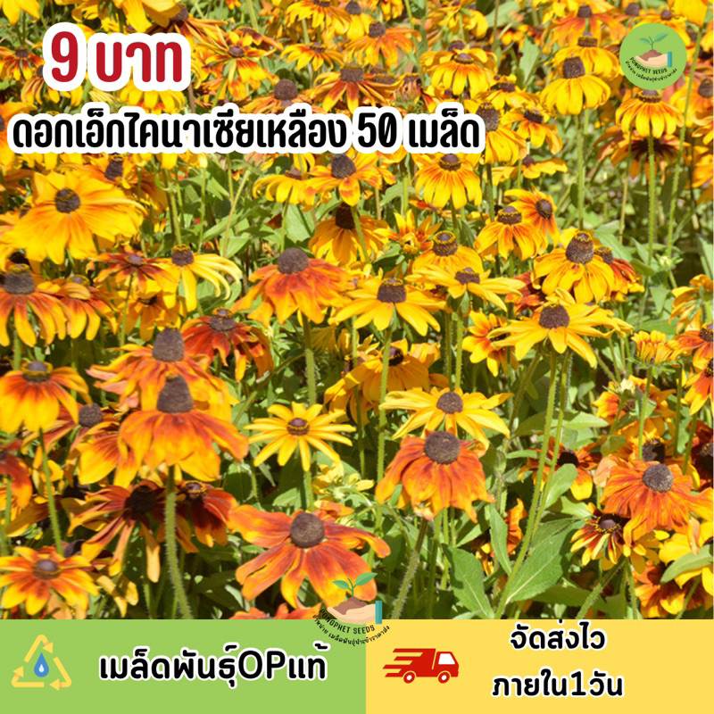 พิเศษ 9 บาท ‼️ เมล็ดพันธุ์ ดอกเอกไคนาเซียสีเหลือง บรรจุ 50 เมล็ด