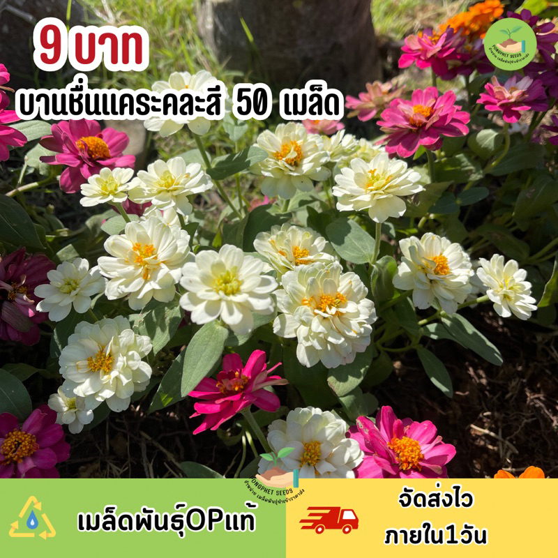 ซื้อ พิเศษ 9 บาท เมล็ดพันธุ์ดอกบานชื่นแคระ คละสี บรรจุ50เมล็ด