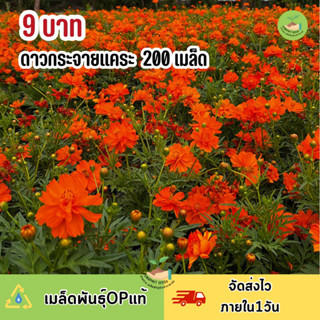 พิเศษ 9 บาท ‼️ เมล็ดพันธุ์ ดอกดาวกระจายแคระ บรรจุ 200เมล็ด